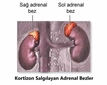 Böbrek Üstü Bezi Özellikleri ve Faydaları Nelerdir?