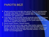 Parotis Bezi Özellikleri ve Faydaları Nelerdir?