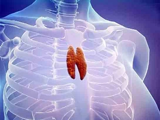 Timus Bezi Özellikleri ve Faydaları Nelerdir?