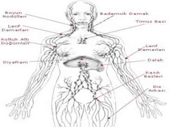 Kasık Lenf Bezleri Belirtileri ve Tedavisi