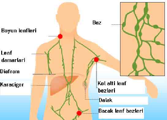 Lenf Bezleri